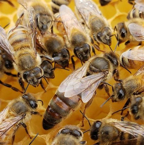 queen honey bees for sale